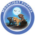 Moonlight Puppies